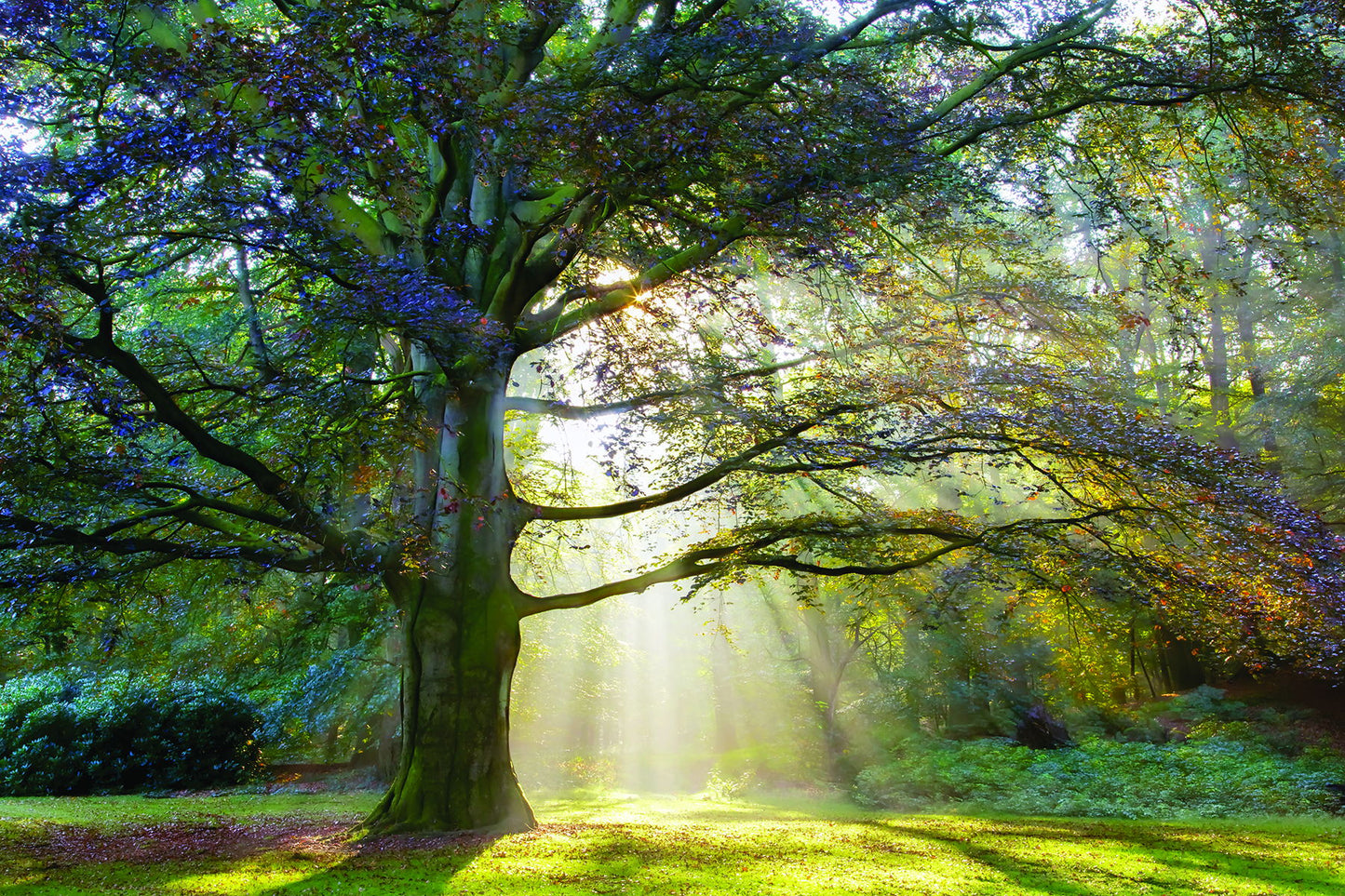 The Natural Queen By Lars Van De Goor - Green