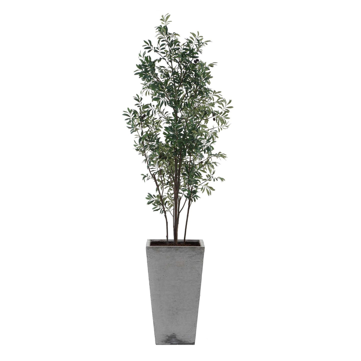 Sonora Olive - Tree In Planter - Gray / Green