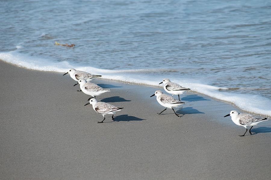 Beach Birds - Blue