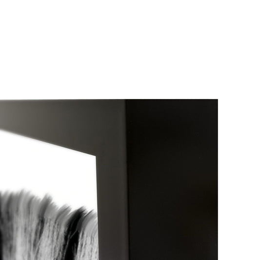 Zebras - 48" x 72" Photography - Black / White