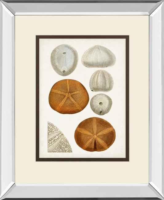 Coastal Curiosity II By Unknown - Beige