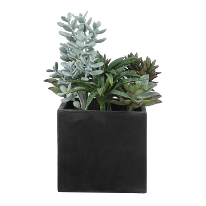 Greystone - Indoor-Outdoor Succulent - Green