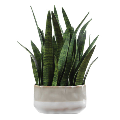 Sansera Snake - Accent Plant - Green