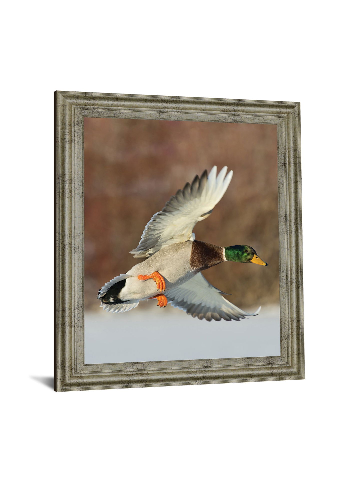 Mallard Glide - 28" x 34" Framed Wall Art - Green