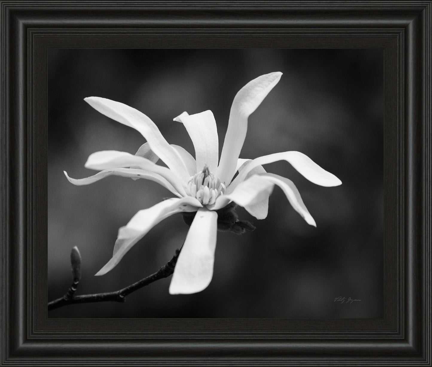 Magnolia Dreams I By Geyman Vitaly - Framed Print Wall Art - Dark Gray