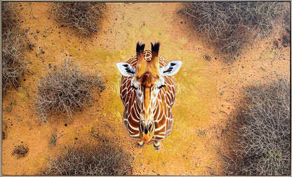 Savanna Gaze Hand-Embellished Canvas In Frame - Brown / Tan