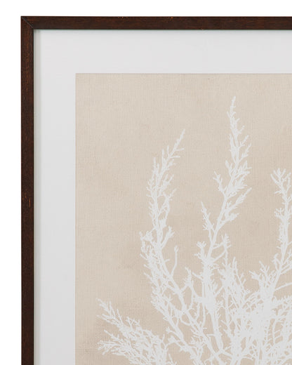 Cystoseira Ericoides Framed Print - Beige
