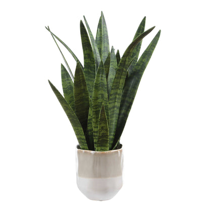Sansera Snake - Accent Plant - Green