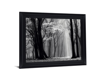 Silent Grove Shadows - 28" x 34" Framed Wall Art - Dark Gray