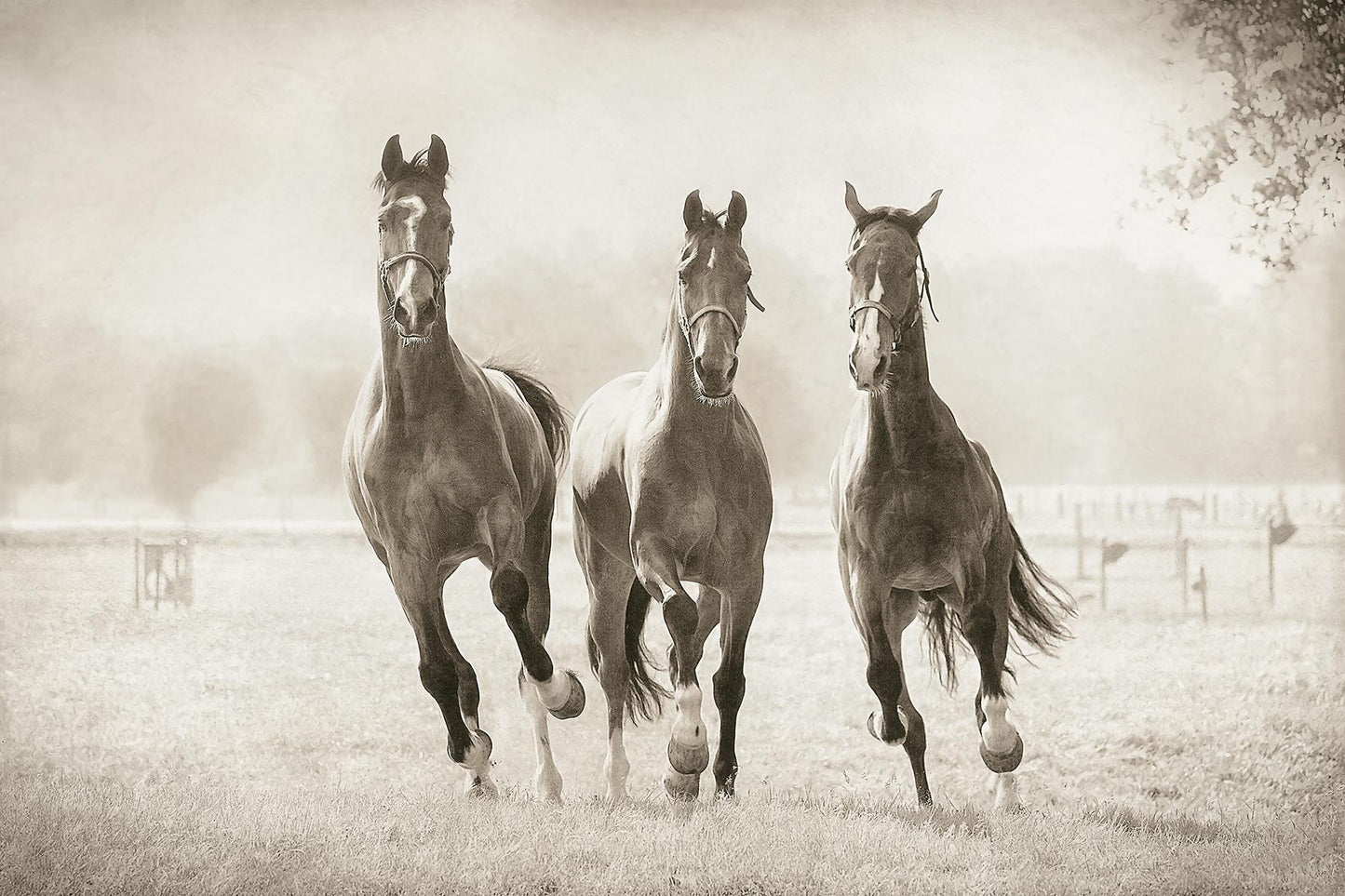 The Young Ones By Lars Van De Goor - Beige